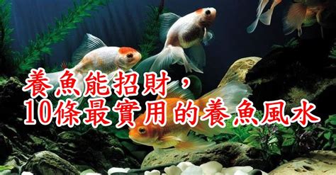 鯨魚 風水|養魚能招財，10條最實用的養魚風水（你一定要知道）。